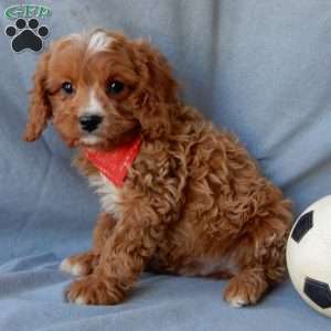 Thomas, Cavapoo Puppy